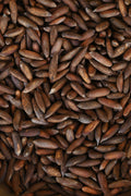 Kinnauri Chilgoza / Wild Himalayan Pine Nuts