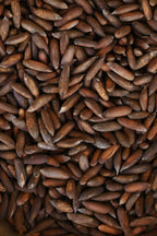 Kinnauri Chilgoza / Wild Himalayan Pine Nuts