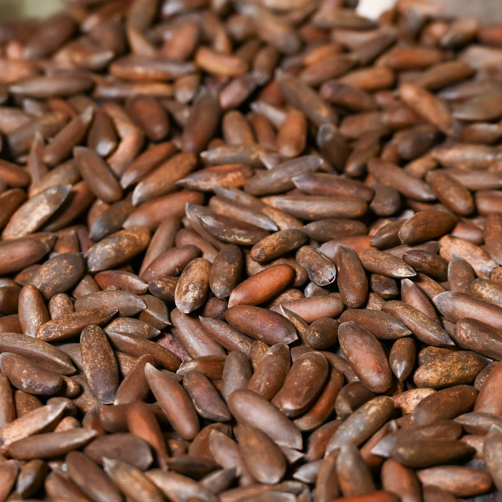 Kinnauri Chilgoza / Pine Nuts