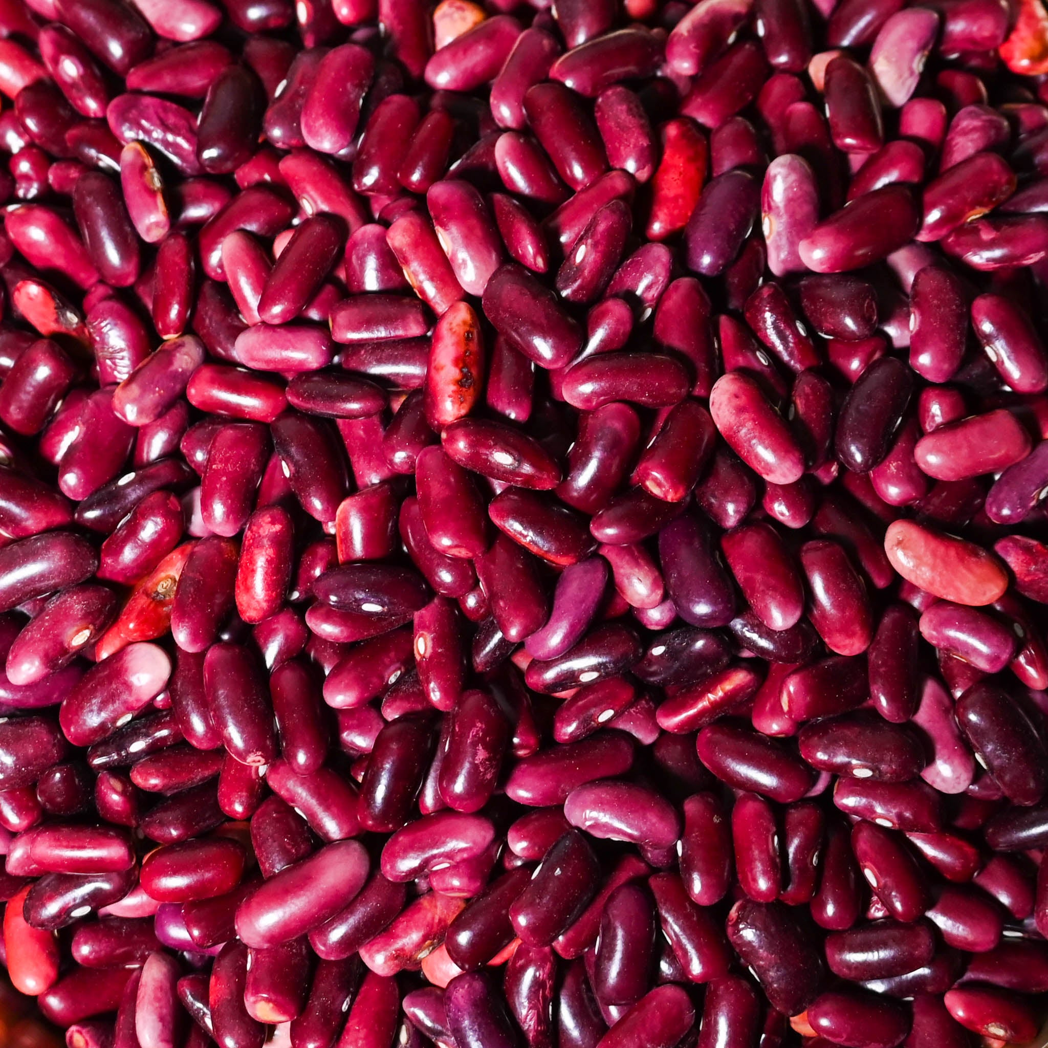 Red Rajma / Kidney Beans