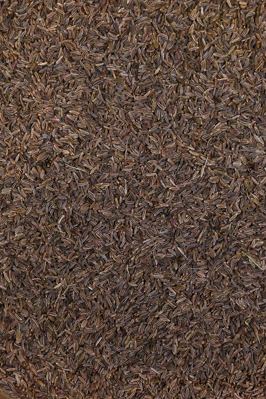 Kinnauri Kaala Jeera / Black Cumin
