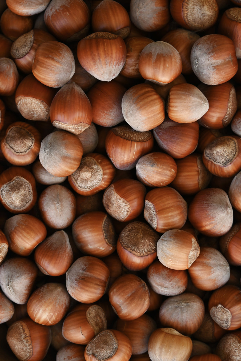 Dry Himalayan (Kinnaur) Chestnuts