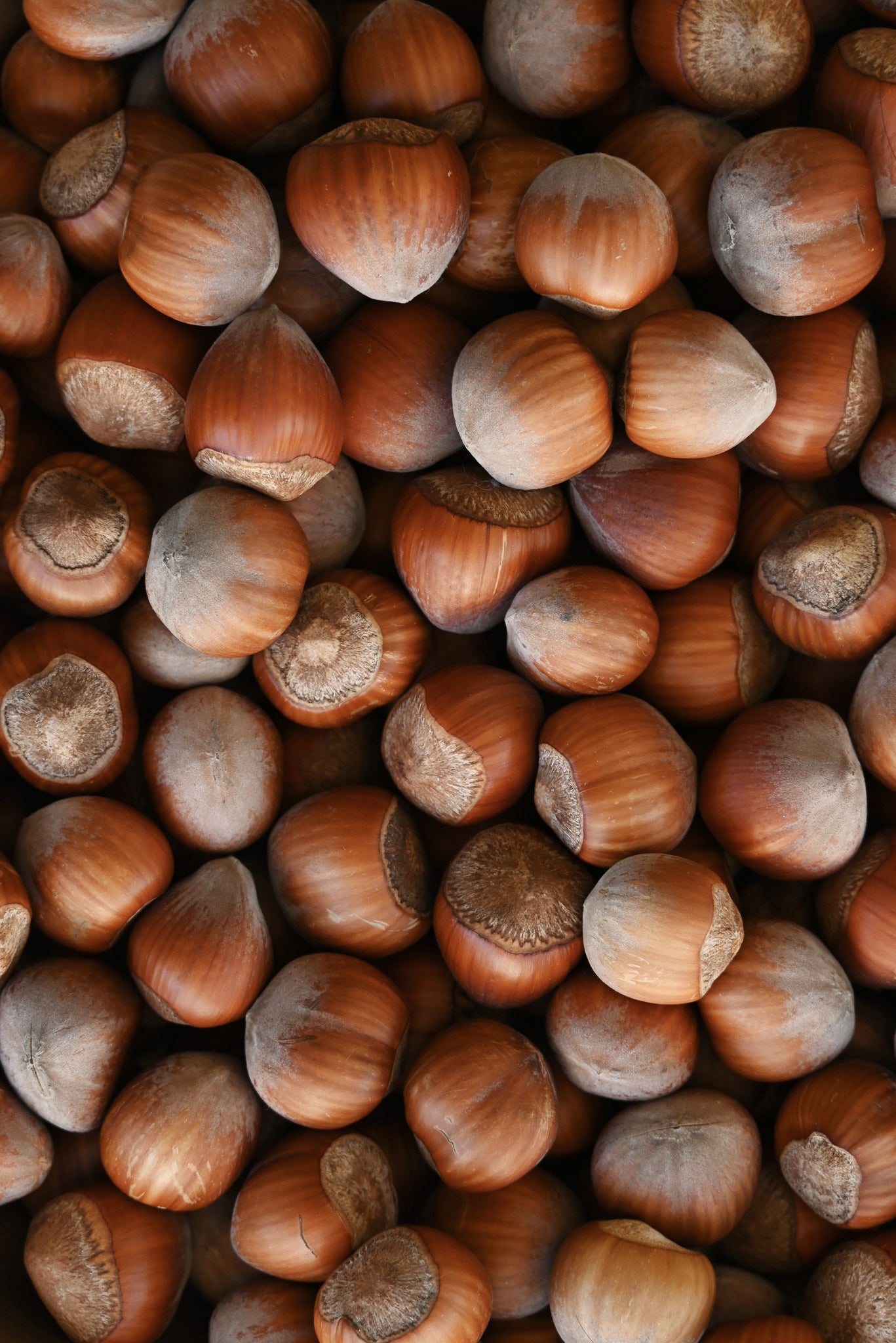 Dry Himalayan (Kinnaur) Chestnuts